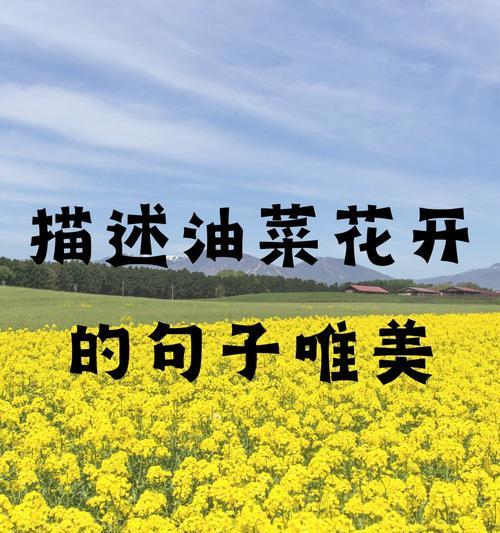 颜色搭配花语描述是什么？它们各自代表什么？