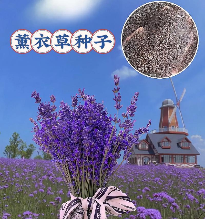 薰衣草开花的花语是什么？它有什么特别含义？