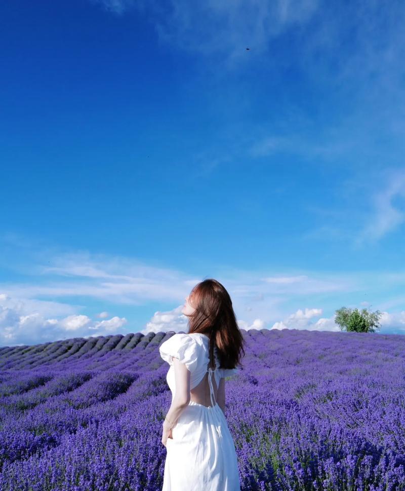 薰衣草开花的花语是什么？它有什么特别含义？