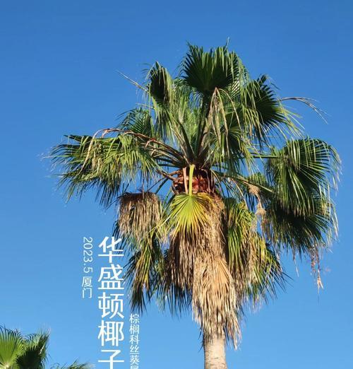 夏威夷椰子的花语有哪些？它们代表了什么意义？