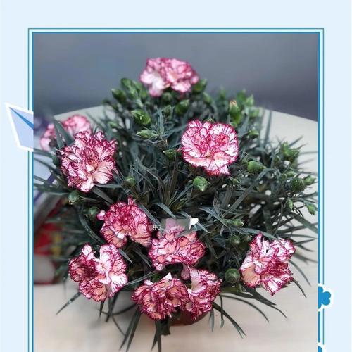 康乃馨花语的由来是什么？它象征着什么？