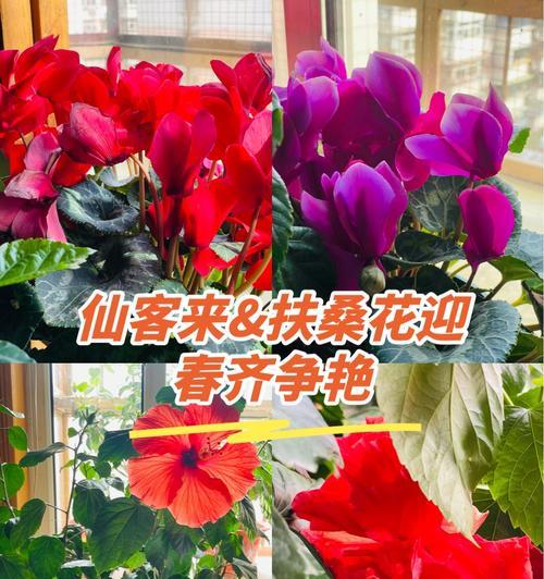 红色仙客来的花语是什么？它代表了哪些情感？