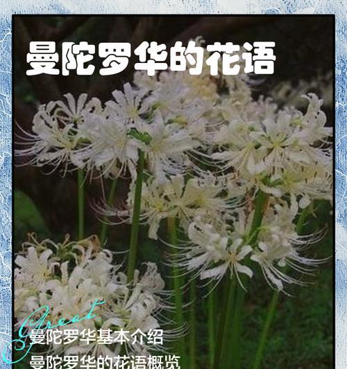 曼陀罗花语为何难以找到？它代表了什么？