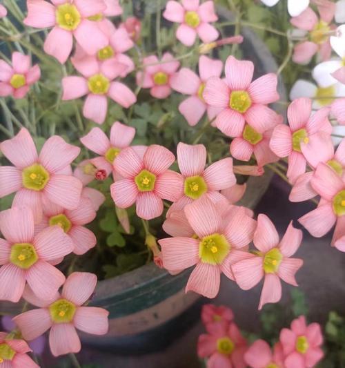 红花醡浆草的花语是什么？它有什么特别的含义？