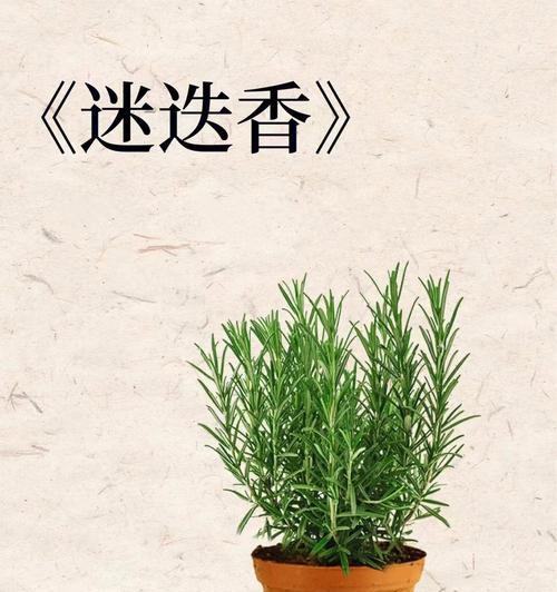 迷迭香的花语是什么？它代表了什么？