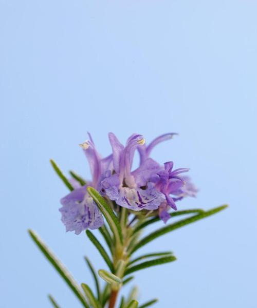迷迭香的花语是什么？它代表了什么？