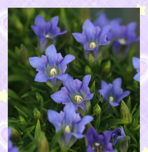 龙胆花的花语是什么？它代表正义吗？