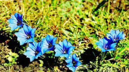龙胆花的花语是什么？它代表正义吗？