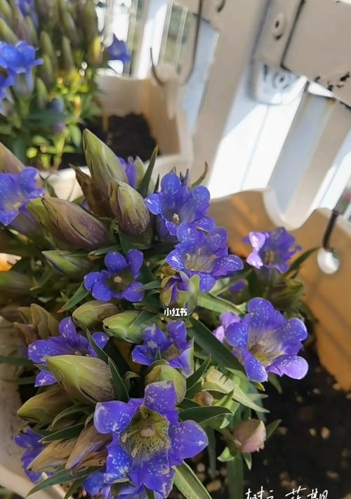 龙胆花的花语是什么？它代表正义吗？