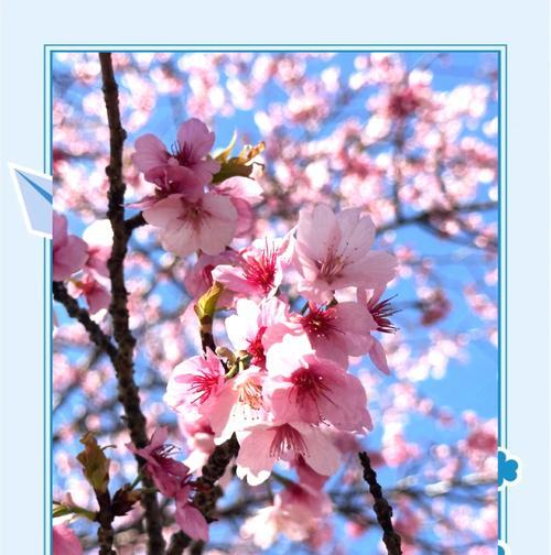 樱花的花语代表友情吗？它象征着什么？