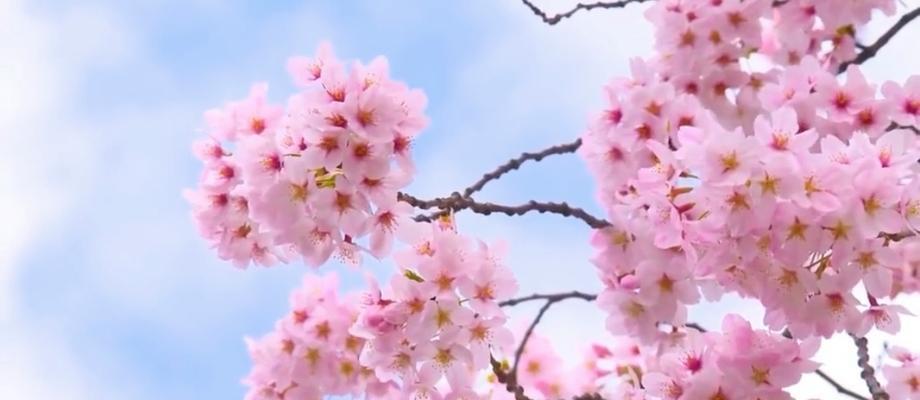 樱花的花语代表友情吗？它象征着什么？