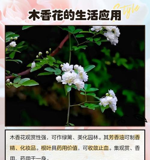 铜山阿魏的花语寓意是什么？它象征着什么？