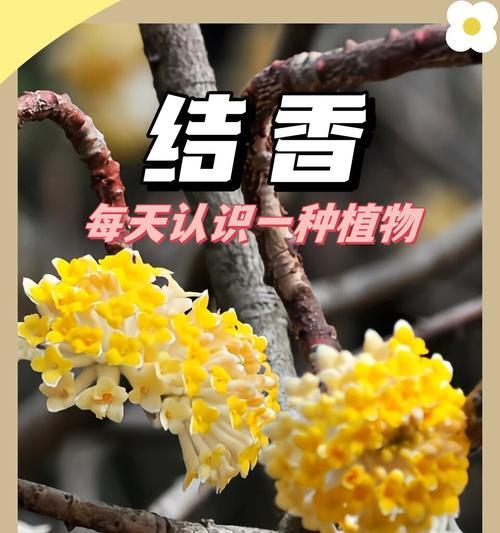 花语网名的寓意是什么？如何选择一个好的花语网名？