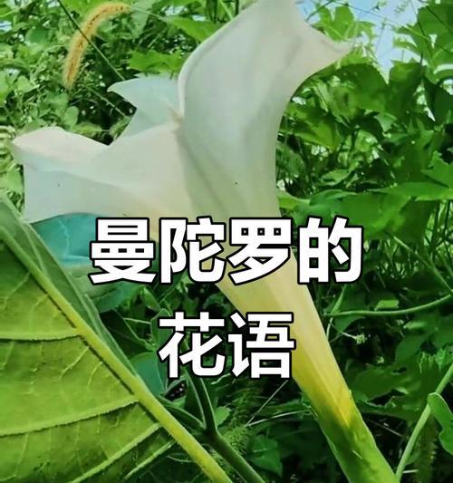 曼陀罗花语有什么作用？它象征着什么？