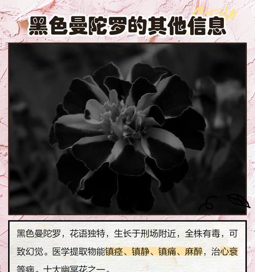 曼陀罗花语有什么作用？它象征着什么？