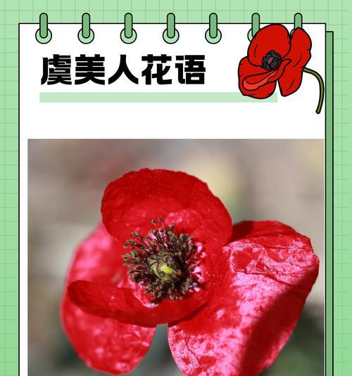 热烈的花语是什么？如何用花语表达热情？