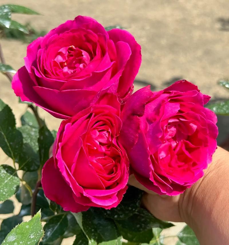 热烈的花语是什么？如何用花语表达热情？