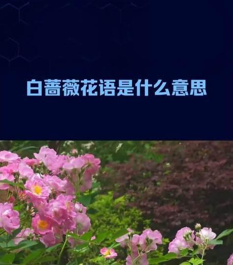 花语表达自己的最佳方式是什么？