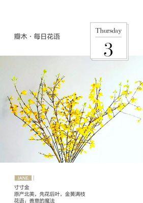 善良的花语是什么？如何通过花语传递善意？