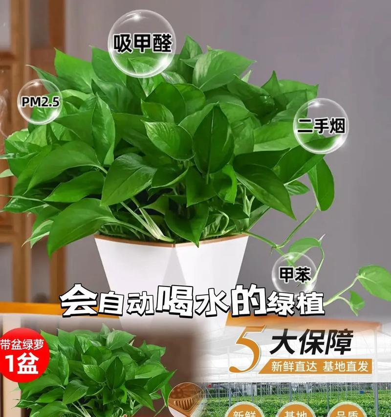 善良的花语是什么？如何通过花语传递善意？