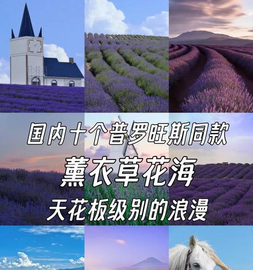 薰衣草花语有哪些？如何选择薰衣草表达情感？