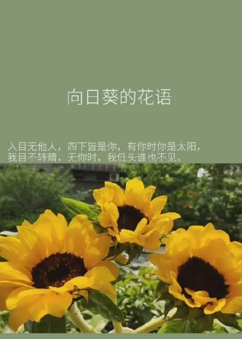 皇冠花的花语是什么？皇冠花语有何寓意？
