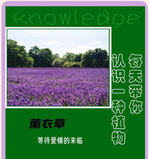 送朋友薰衣草时应该了解哪些花语？