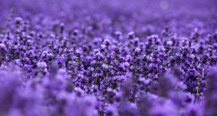 送朋友薰衣草时应该了解哪些花语？