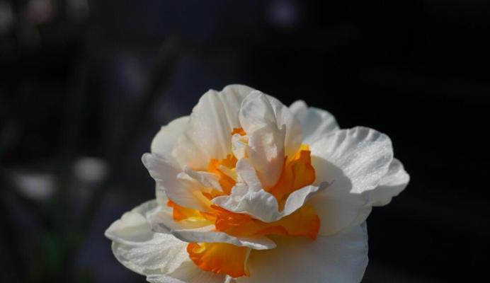 水仙球根粉的花语是什么？如何用它表达情感？