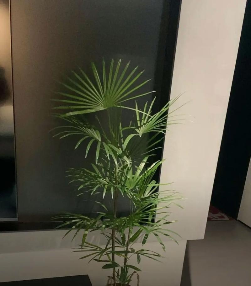 金山棕竹的花语有哪些？它代表了什么寓意？
