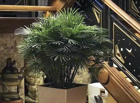 金山棕竹的花语有哪些？它代表了什么寓意？