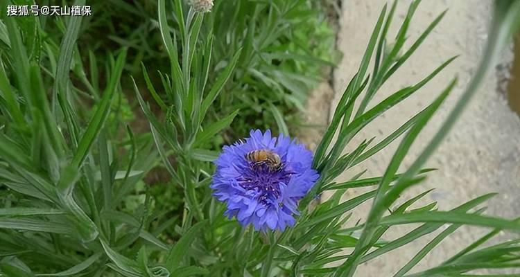 蓝矢车菊的花语是什么？它传递了哪些信息？
