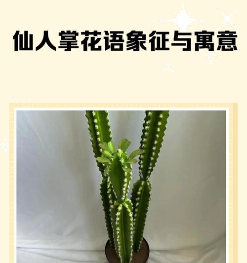 仙人指的花语大全是什么？如何选择合适的仙人指花语？