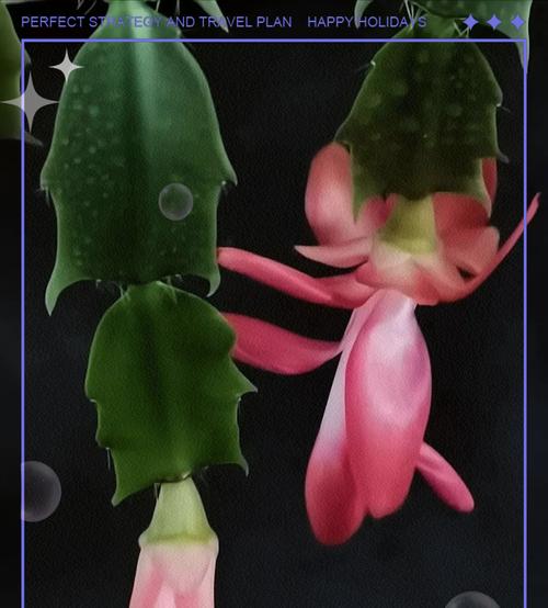 仙人指的花语大全是什么？如何选择合适的仙人指花语？