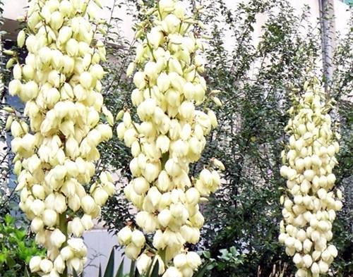 龙舌兰的花语有哪些？龙舌兰花寓意着什么？