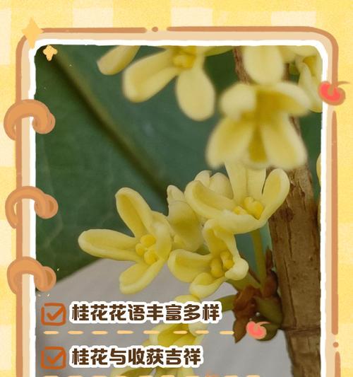 桂花的花语有哪些？桂花花语有何特别之处？