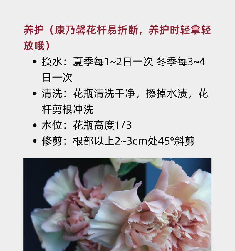 康乃馨的花语和象征意义是什么？
