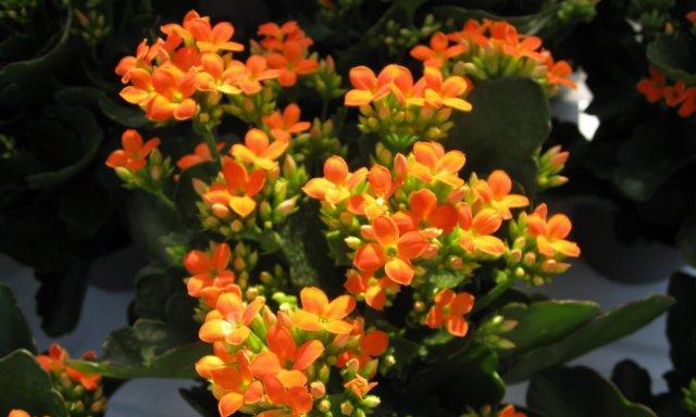 橙色长寿花的花语是什么？它有何特别含义？