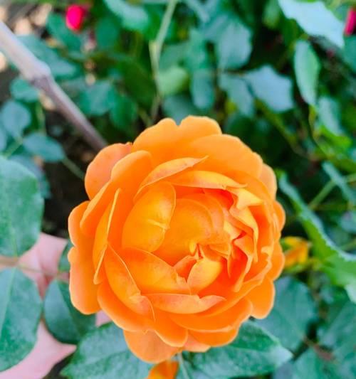 橙色长寿花的花语是什么？它有何特别含义？