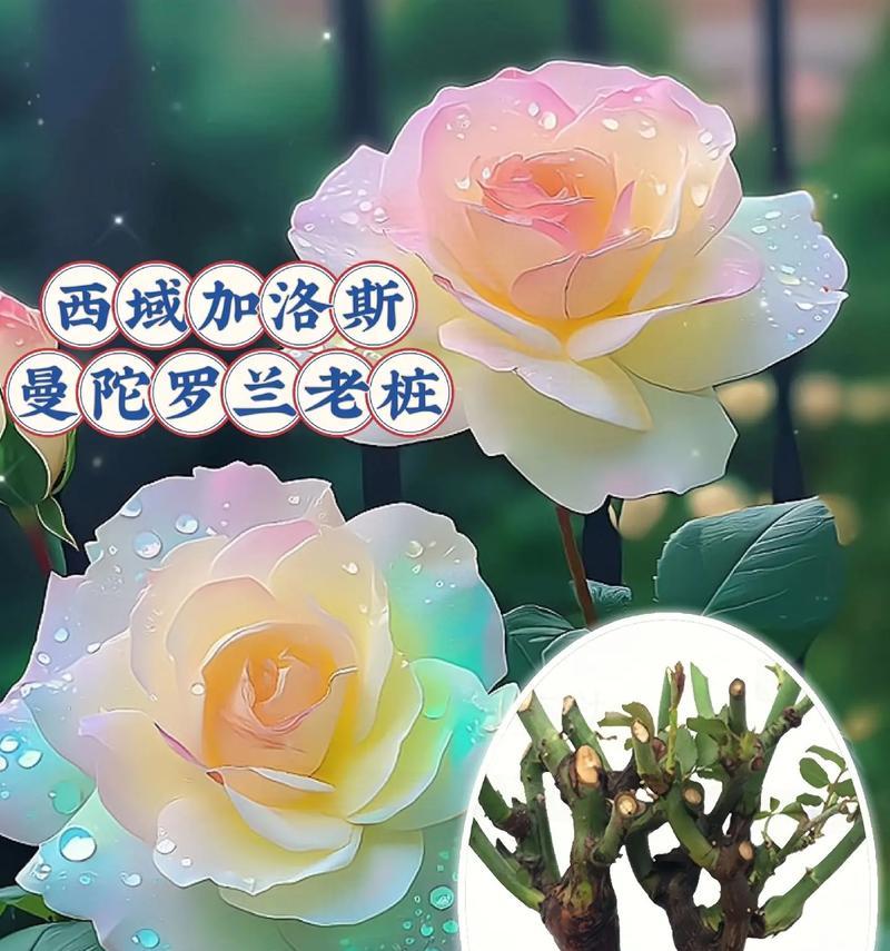 紫色曼陀罗的花语是什么？它代表了什么？