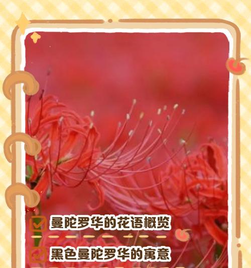 大蒜辣椒的花语寓意是什么？表达爱意的方式有哪些？