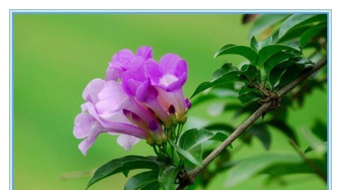 大蒜辣椒的花语寓意是什么？表达爱意的方式有哪些？