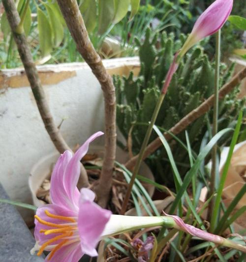 大蒜辣椒的花语寓意是什么？表达爱意的方式有哪些？
