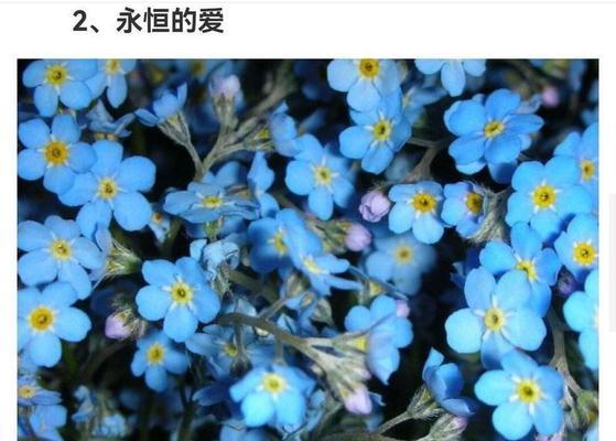 爱情花卉的花语寓意是什么？如何选择表达爱意的花卉？