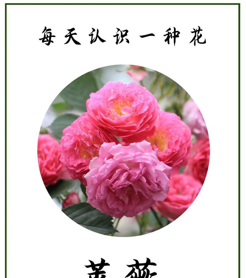 爱情花卉的花语寓意是什么？如何选择表达爱意的花卉？