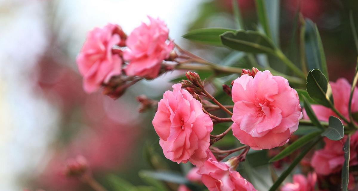 夹竹桃的真正花语是什么？夹竹桃的寓意有哪些？