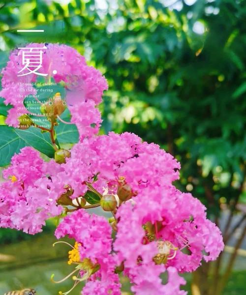 紫薇的花语寓意是什么？紫薇的寓意有哪些？