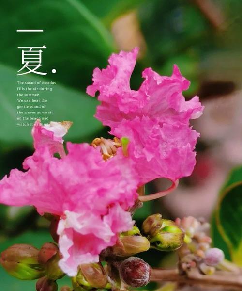 紫薇的花语寓意是什么？紫薇的寓意有哪些？