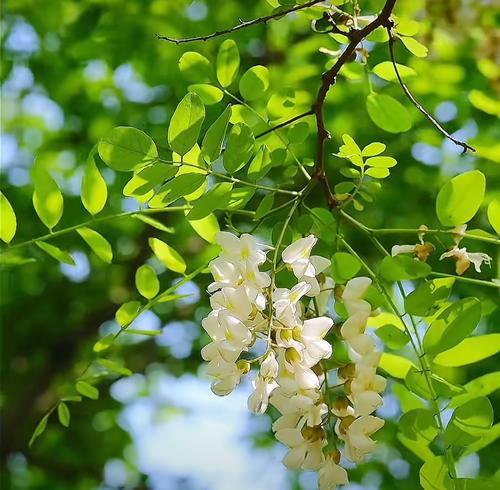 粉红槐花代表的花语是什么？粉红槐花的寓意有哪些？