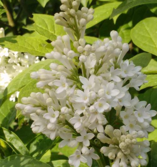 粉红槐花代表的花语是什么？粉红槐花的寓意有哪些？